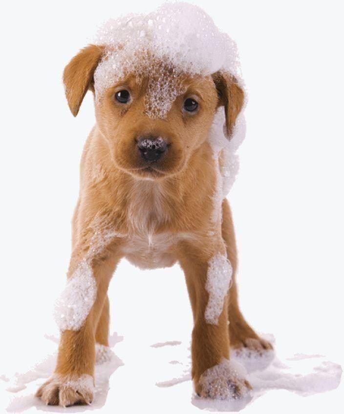 How Often Should Your Dog Be Groomed? Pawpy Kisses