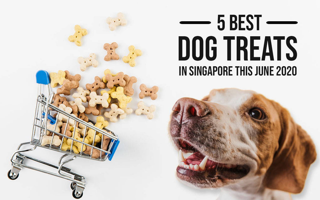 The 5 Best Dog Treats in Singapore this June 2020