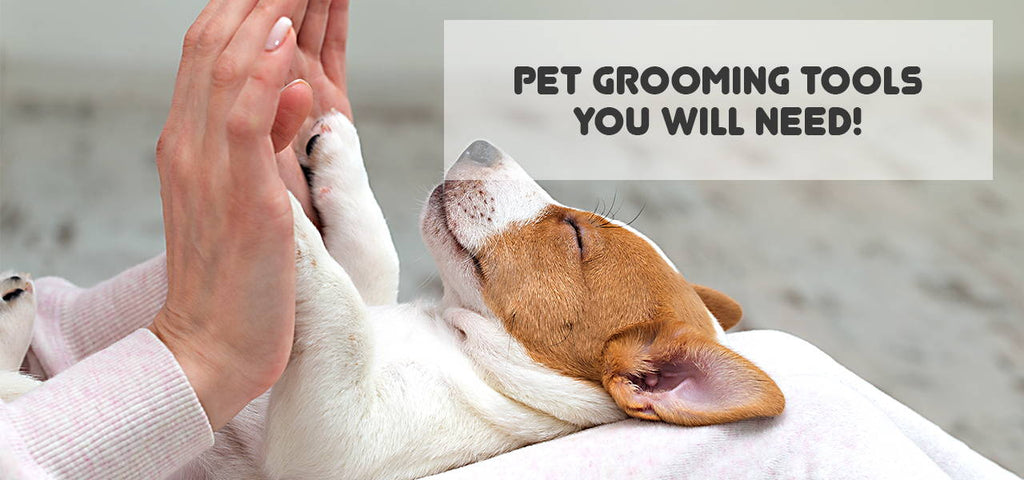 5 Pet Grooming Tools, Accessories or Equipment you will need!