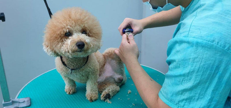 Basic Dog Grooming