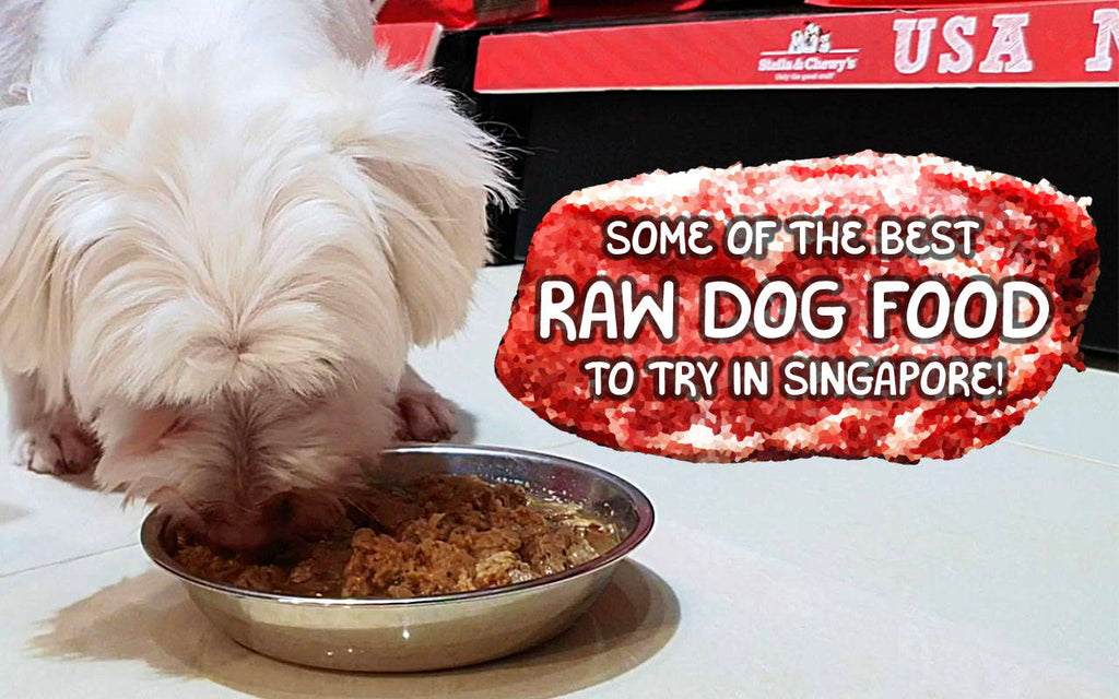 Some of the Best Raw Dog Food Brands  to Try in Singapore!