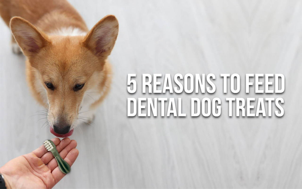 5 Reasons to Feed Dental Dog Treats