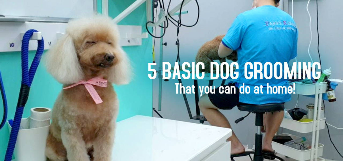 5 Basic Dog Grooming to do at Home