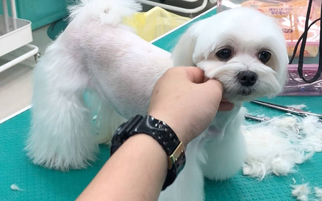 Dog Grooming Singapore