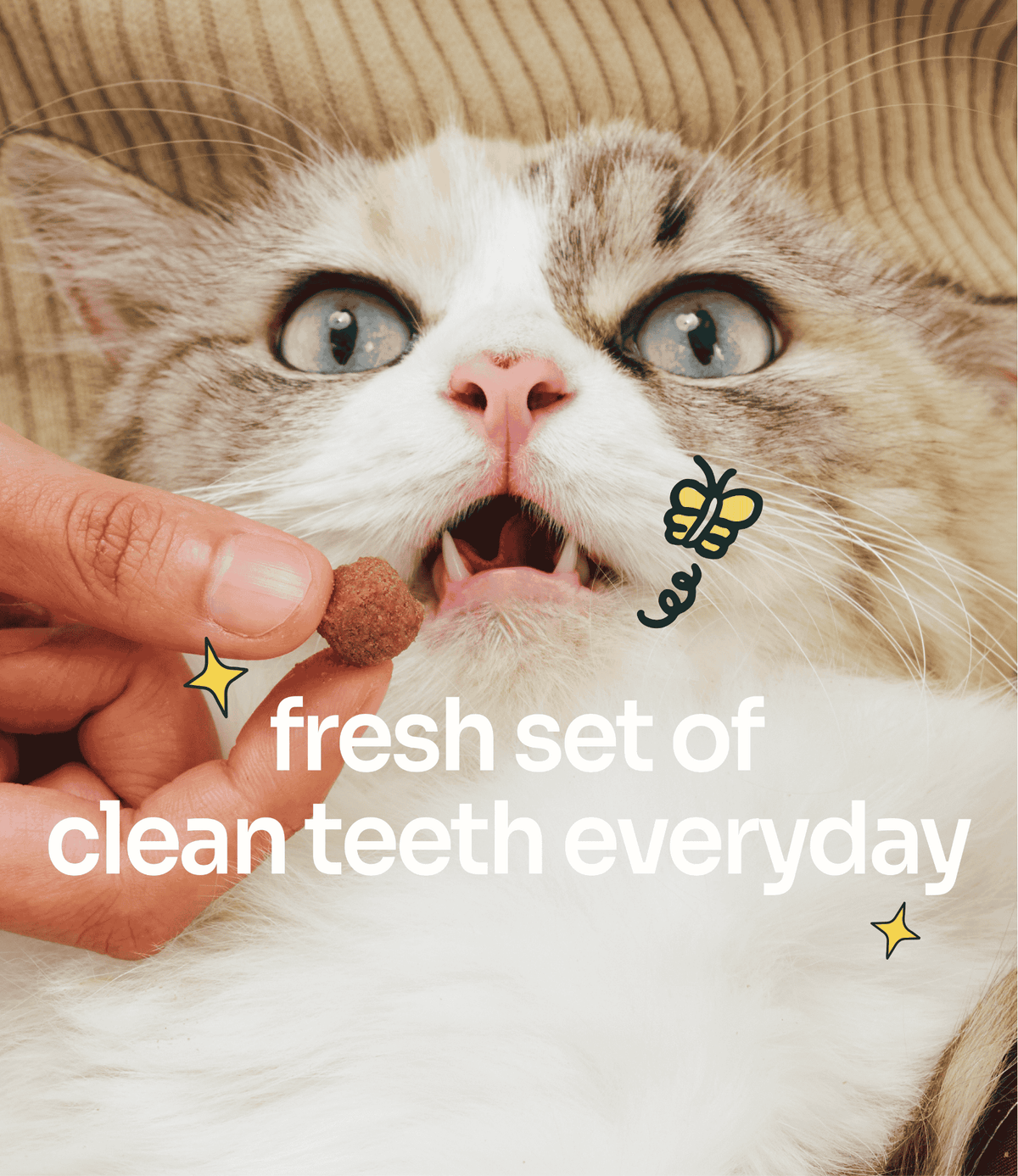 [10% OFF] Notti Mau Mau Plaque Control Dental Crunch (For Cats) Treats For Cats 80g