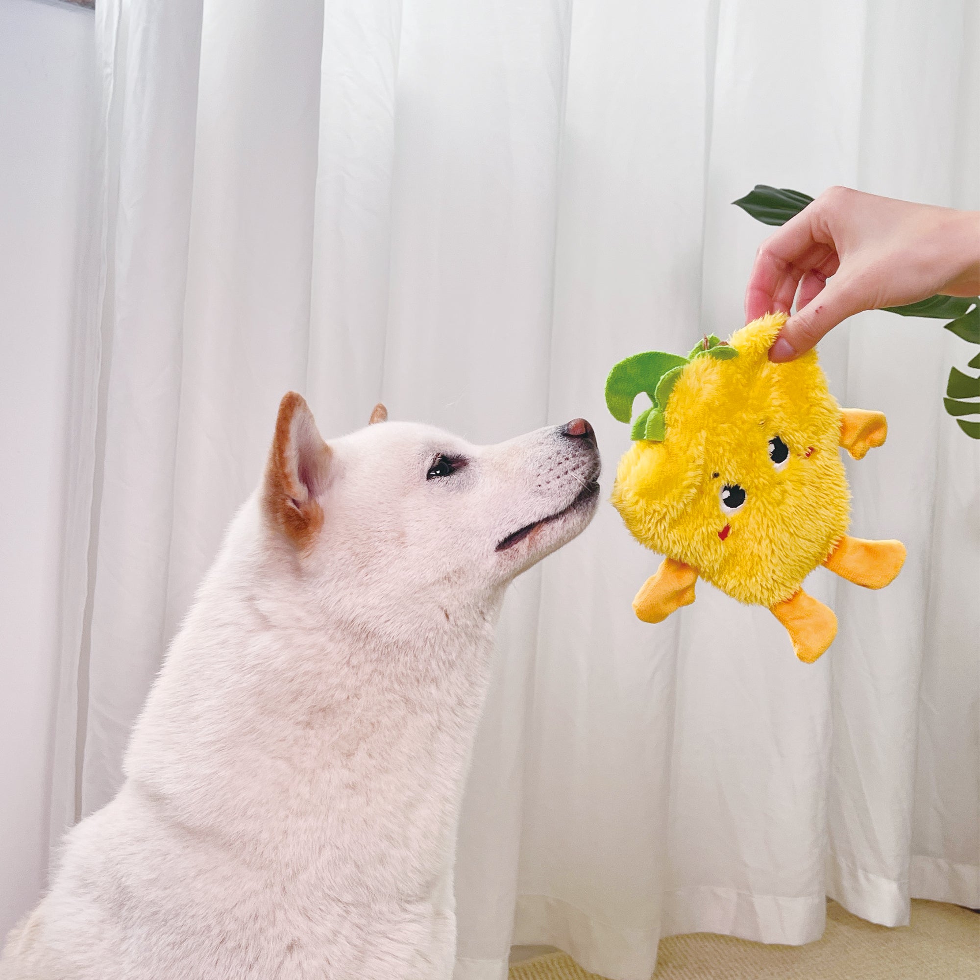 10% OFF GiGwi Suppa Puppa Bell Pepper 4177