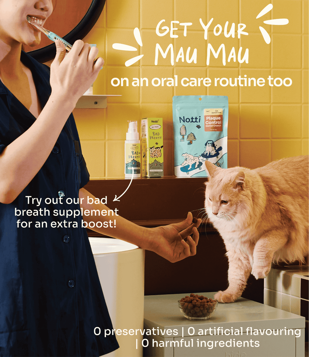 [10% OFF] Notti Mau Mau Plaque Control Dental Crunch (For Cats) Treats For Cats 80g
