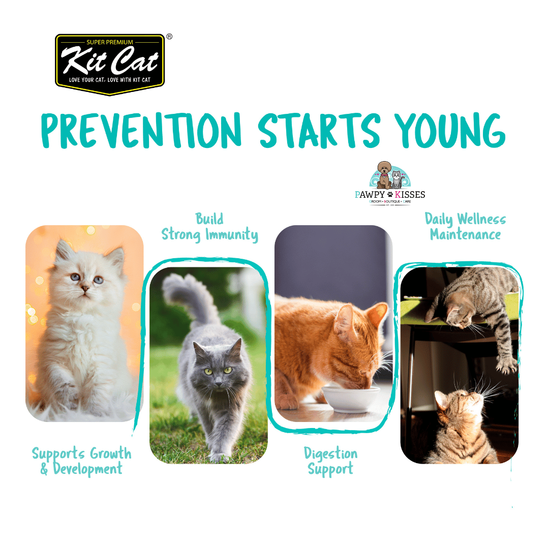 (30% OFF)Kit Cat Daily Nutritional Supplement Gel For Cats & Kittens - Dental Care (Tub) | (5g x 30 sticks)