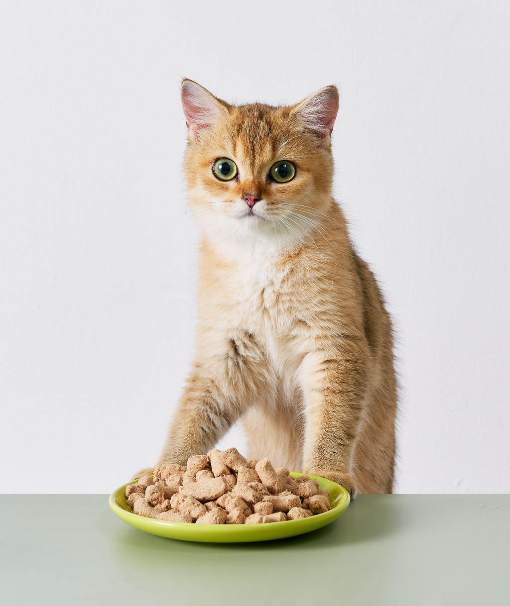 [10% OFF] Notti ActivePlay Catnip Freeze-Dried Chunks 50g Treats For Dogs & Cats