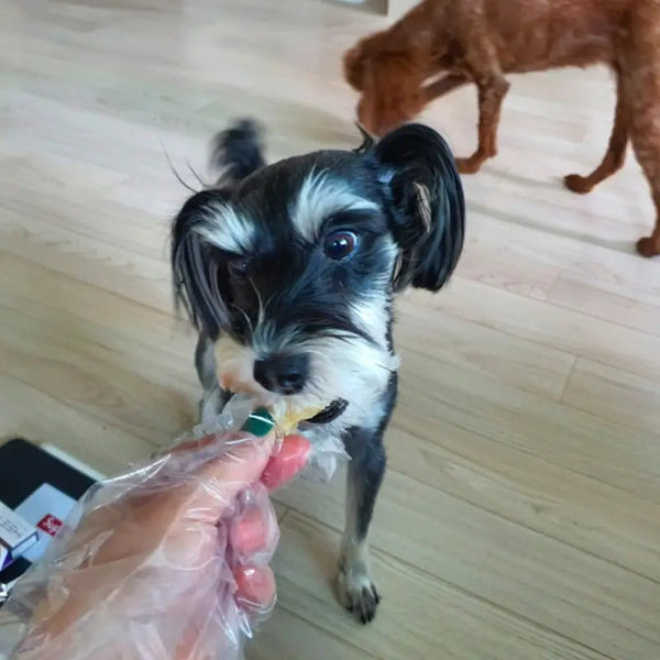 Eastsea brother [Korea]Eastsea Brother Premium Half-Dried Dog & Cat Treats I Pawpy Kisses Dog Food & Treats