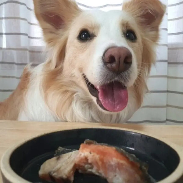 Eastsea brother [Korea]Eastsea Brother Premium Half-Dried Dog & Cat Treats I Pawpy Kisses Dog Food & Treats