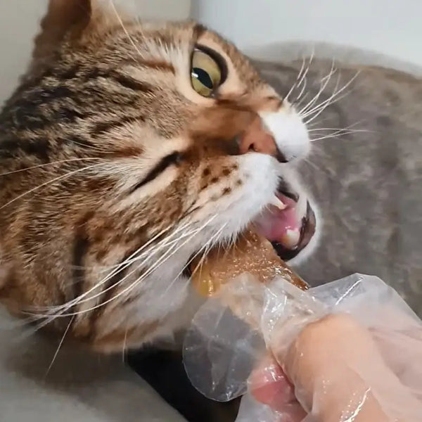 Eastsea brother [Korea]Eastsea Brother Premium Half-Dried Dog & Cat Treats I Pawpy Kisses Dog Food & Treats