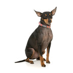 Fuzzyard [15% OFF] Fuzzyard Two-Cans Dog Collar (3 Sizes) Dog Accessories
