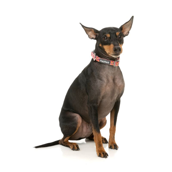 Fuzzyard [15% OFF] Fuzzyard Two-Cans Dog Collar (3 Sizes) Dog Accessories