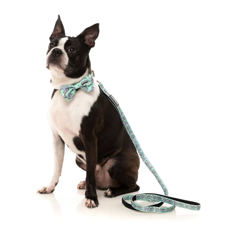 Fuzzyard [15% OFF] Fuzzyard Dreamtime Koalas Dog Collar (3 Sizes) Dog Accessories