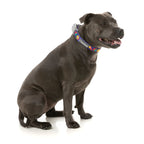 Fuzzyard [15% OFF] Fuzzyard Highscore Dog Collar (3 Sizes) Dog Accessories