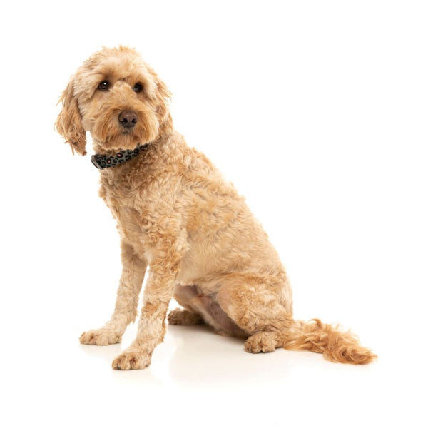 Fuzzyard [15% OFF] Fuzzyard Savanna Dog Collar (3 Sizes) Dog Accessories