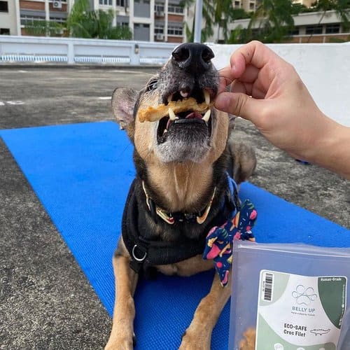 Belly Up Belly Up Crocodile Filet Air-Dried Cat & Dog Treats (2 Sizes) Dog Food & Treats