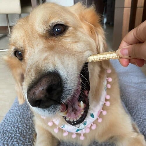 Belly Up Belly Up Shark Cartilage Air-Dried Dog Treats (2 Sizes) Dog Food & Treats
