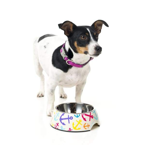 Fuzzyard [15% OFF] Fuzzyard Ahoy! Easy Feeder Dog Bowl (3 Sizes) Dog Accessories