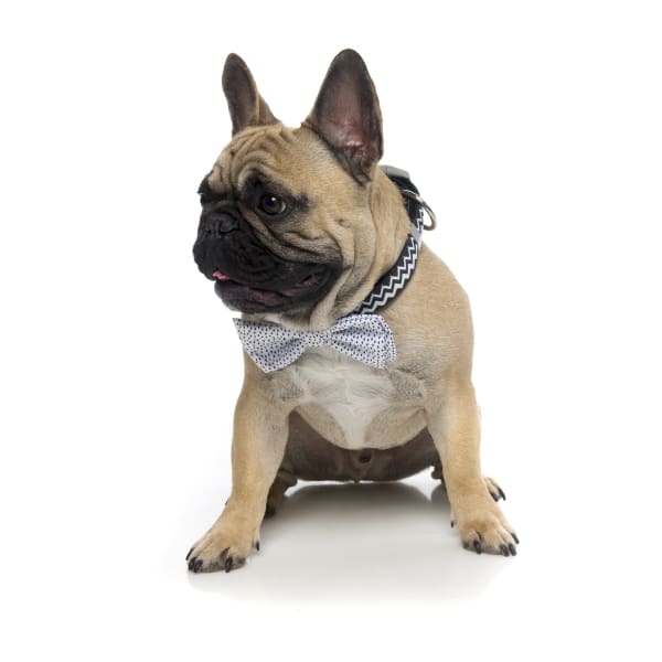 Fuzzyard [15% OFF] Fuzzyard Bow & Arrow Pet Bow Tie (2 Sizes) Dog Accessories