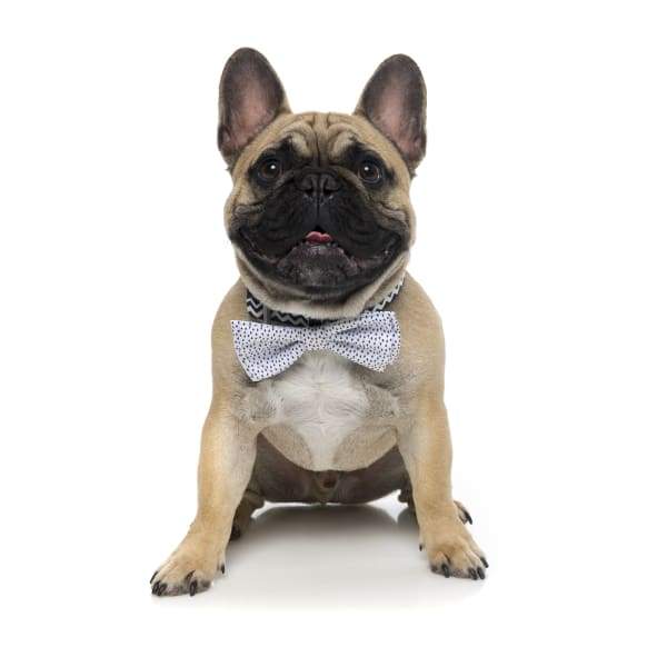 Fuzzyard [15% OFF] Fuzzyard Bow & Arrow Pet Bow Tie (2 Sizes) Dog Accessories