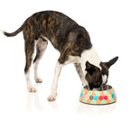 Fuzzyard [15% OFF] Fuzzyard Bowl The Hive Dog Easy Feeder Bowl (2 Sizes) Dog Accessories