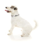 Fuzzyard [15% OFF] Fuzzyard Dippin’ Dog Collar (3 Sizes) General