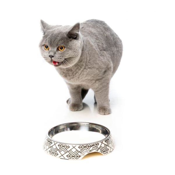 Fuzzyard [15% OFF] Fuzzyard Easy Feeder Gatsby Cat Bowl Cat Accessories