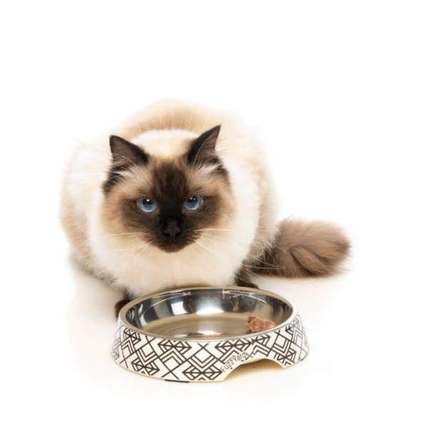 Fuzzyard [15% OFF] Fuzzyard Easy Feeder Gatsby Cat Bowl Cat Accessories