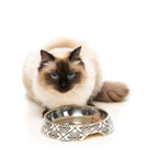 Fuzzyard [15% OFF] Fuzzyard Easy Feeder Gatsby Cat Bowl Cat Accessories