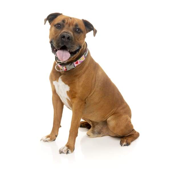 Fuzzyard [15% OFF] Fuzzyard Jelly Bears Dog Collar (3 Sizes) General