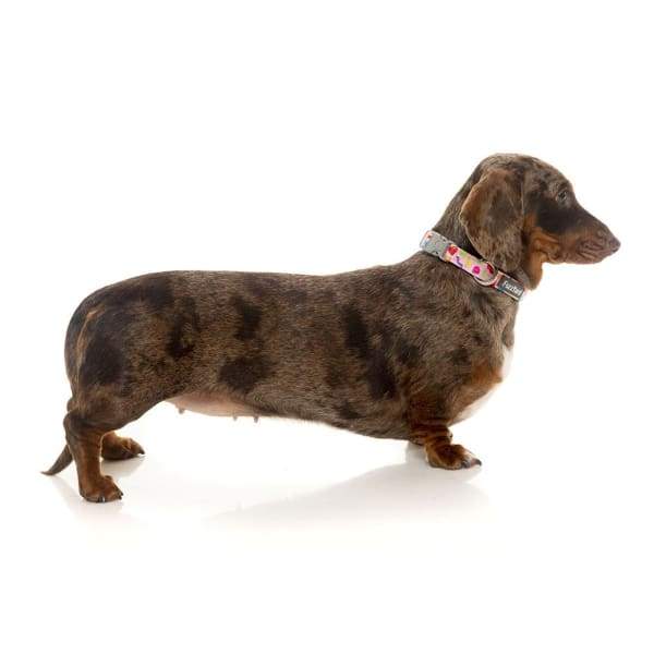 Fuzzyard [15% OFF] Fuzzyard Jelly Bears Dog Collar (3 Sizes) General
