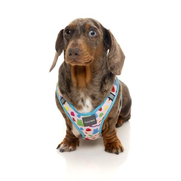 Fuzzyard [15% OFF] Fuzzyard Jelly Bears Dog Step-in Harness (5 Sizes) General
