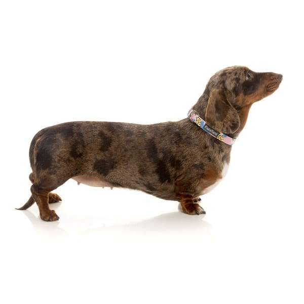 Fuzzyard [15% OFF] Fuzzyard Jiggy Dog Collar (3 Sizes) General