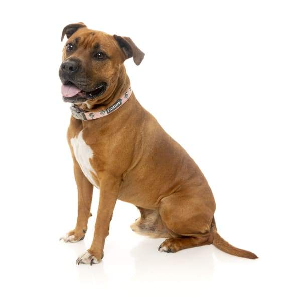 Fuzzyard [15% OFF] Fuzzyard LL Cool Jaw Dog Collar (3 Sizes) General