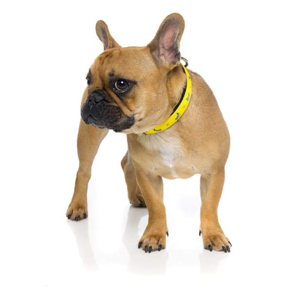 Fuzzyard [15% OFF] Fuzzyard Monkey Mania Dog Collar (3 Sizes) General