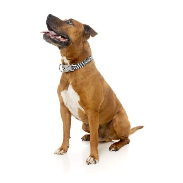 Fuzzyard [15% OFF] Fuzzyard Northcote Dog Collar (3 Sizes) General