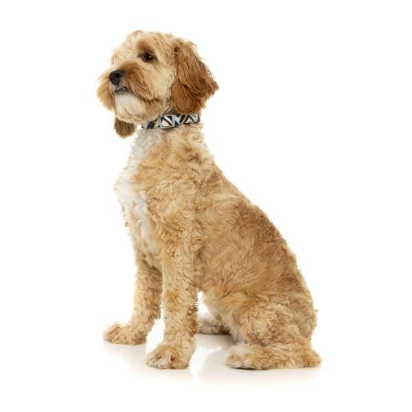 Fuzzyard [15% OFF] Fuzzyard Sonic Dog Collar (3 Sizes) General