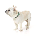Fuzzyard [15% OFF] Fuzzyard Tucson Dog Collar (3 Sizes) General