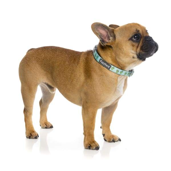 Fuzzyard [15% OFF] Fuzzyard Tucson Dog Collar (3 Sizes) General