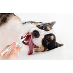 Kojima Kojima Dog Teeth Cleaning Kit Dog Accessories