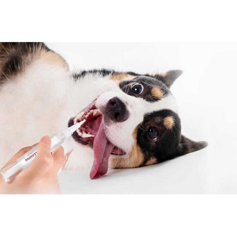 Kojima Kojima Dog Teeth Cleaning Kit Dog Accessories