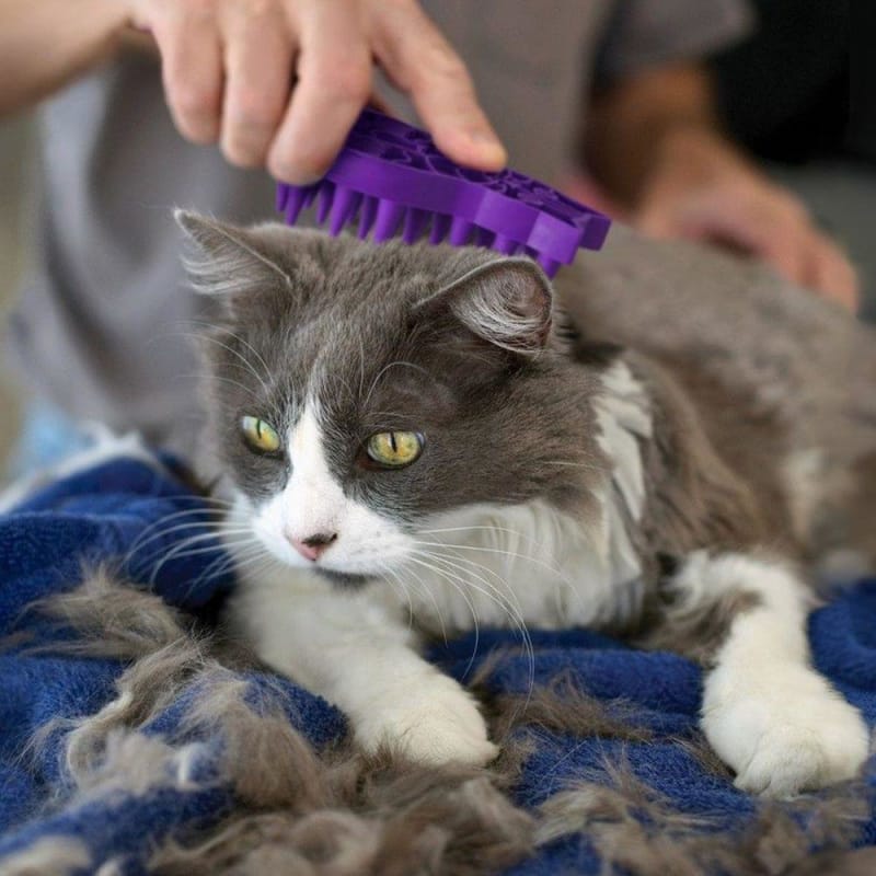 KONG [20% OFF] KONG Zoom Groom Brush for Cats Grooming & Hygiene