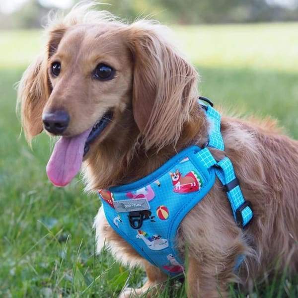 Moo + Twig [Expo 20% OFF] Moo + Twig Step in Harness Pool Pawty General