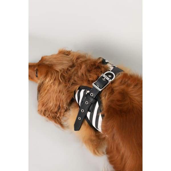 Moo + Twig [15% OFF] Moo + Twig Vegan Leather Step in Harness The Frankie Dog Accessories