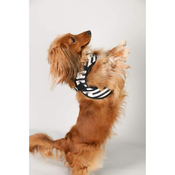 Moo + Twig [15% OFF] Moo + Twig Vegan Leather Step in Harness The Frankie Dog Accessories