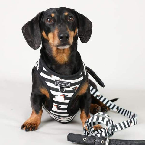 Moo + Twig [15% OFF] Moo + Twig Vegan Leather Step in Harness The Frankie Dog Accessories