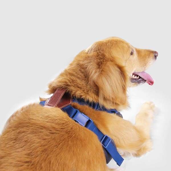 SPUTNIK Sputnik Blue Comfort Dog Harness Dog Accessories