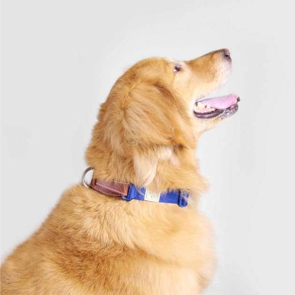 SPUTNIK Sputnik Blue Dog Collar (3 Sizes) Dog Accessories